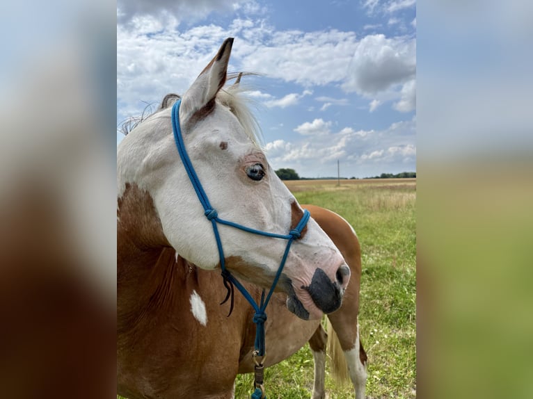 Duitse rijpony Mix Ruin 16 Jaar 145 cm Gevlekt-paard in Rostock