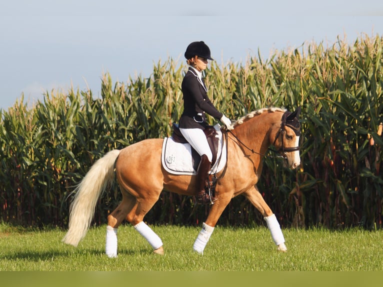 Duitse rijpony Ruin 16 Jaar 145 cm Palomino in Overath