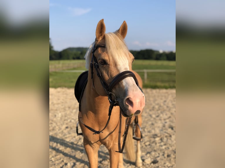 Duitse rijpony Ruin 16 Jaar 145 cm Palomino in Overath