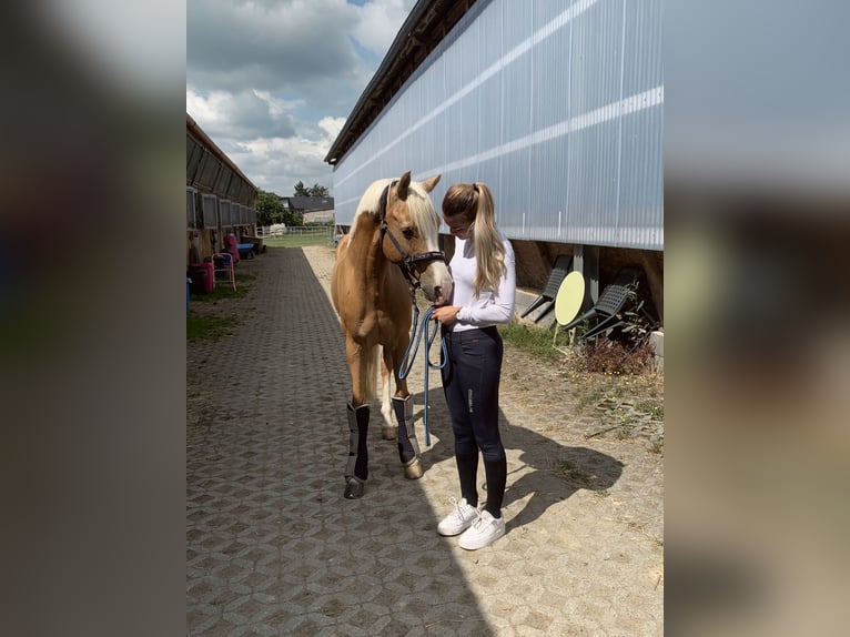 Duitse rijpony Ruin 16 Jaar 145 cm Palomino in Overath