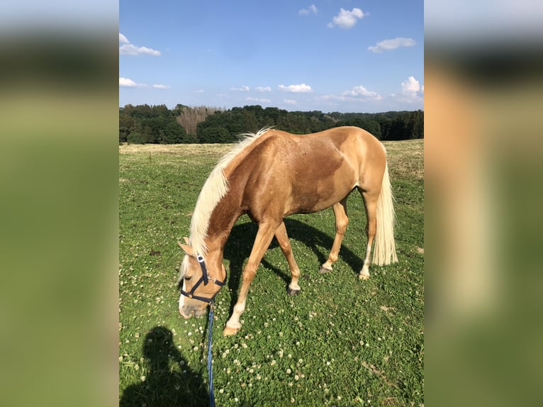Duitse rijpony Ruin 16 Jaar 145 cm Palomino in Overath
