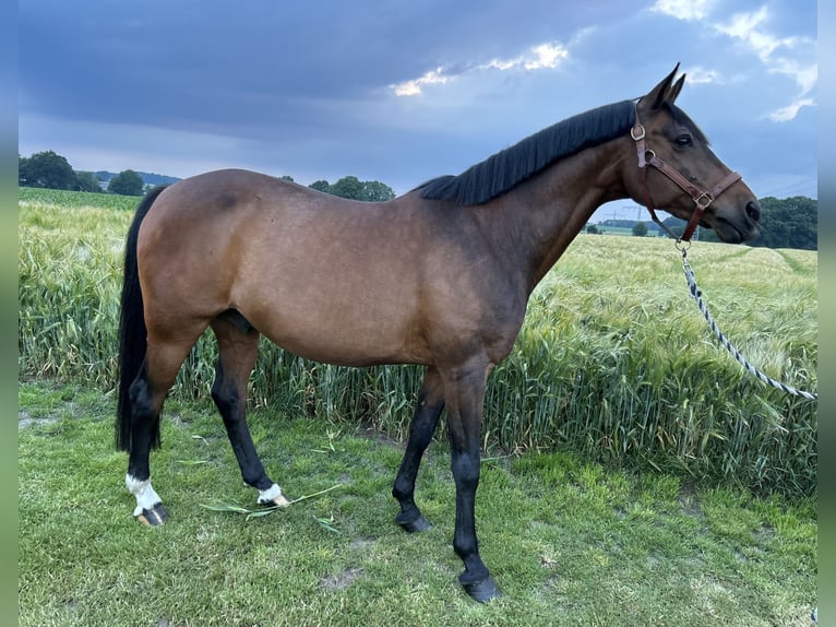 Duitse rijpony Ruin 16 Jaar 146 cm Donkerbruin in Alfhausen