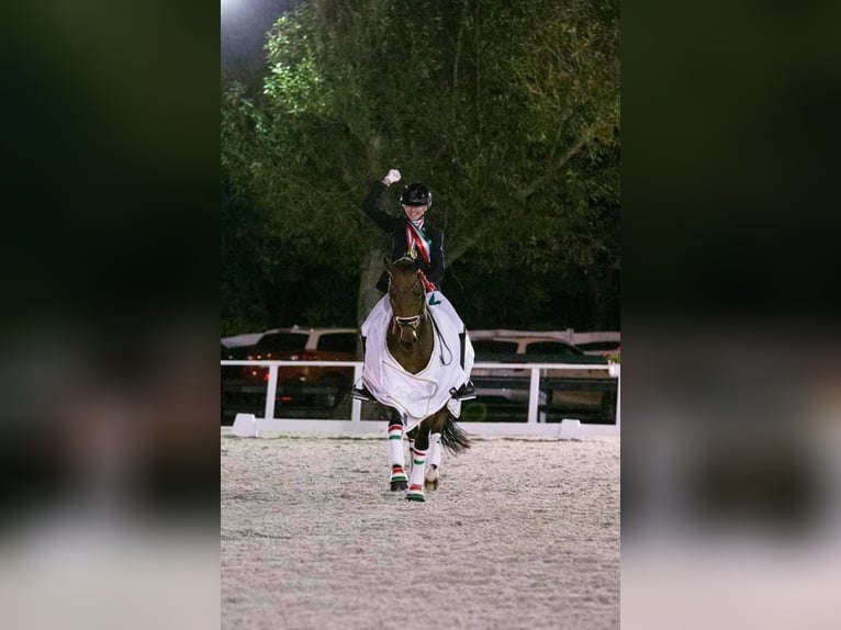 Duitse rijpony Ruin 16 Jaar 148 cm Bruin in Pilisjászfalu