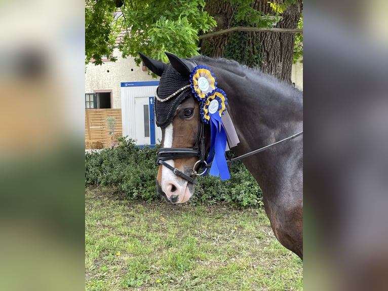 Duitse rijpony Ruin 16 Jaar 148 cm Donkerbruin in München