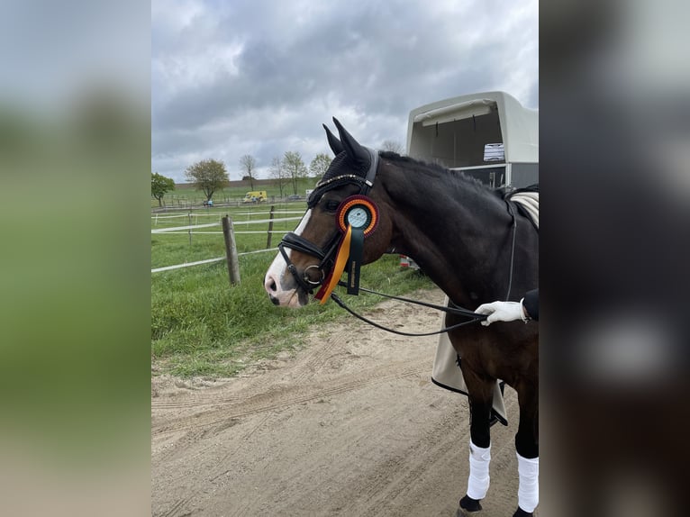 Duitse rijpony Ruin 16 Jaar 148 cm Donkerbruin in München