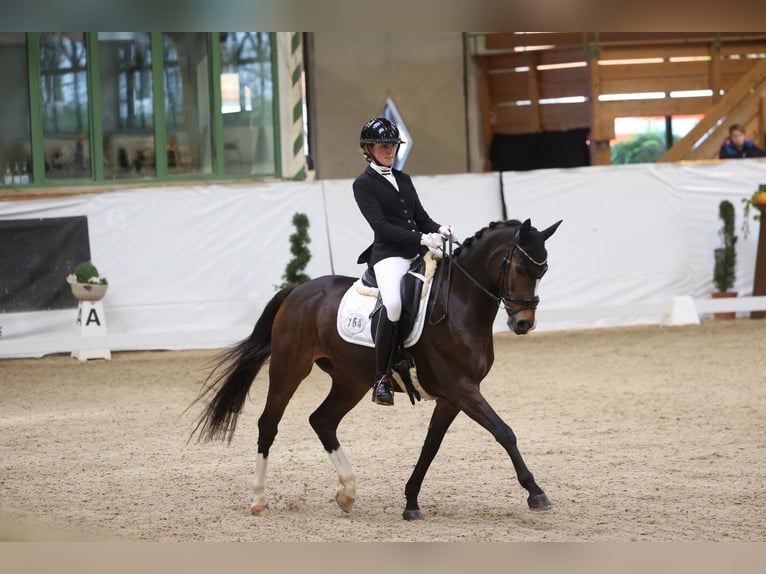 Duitse rijpony Ruin 16 Jaar 148 cm Donkerbruin in München