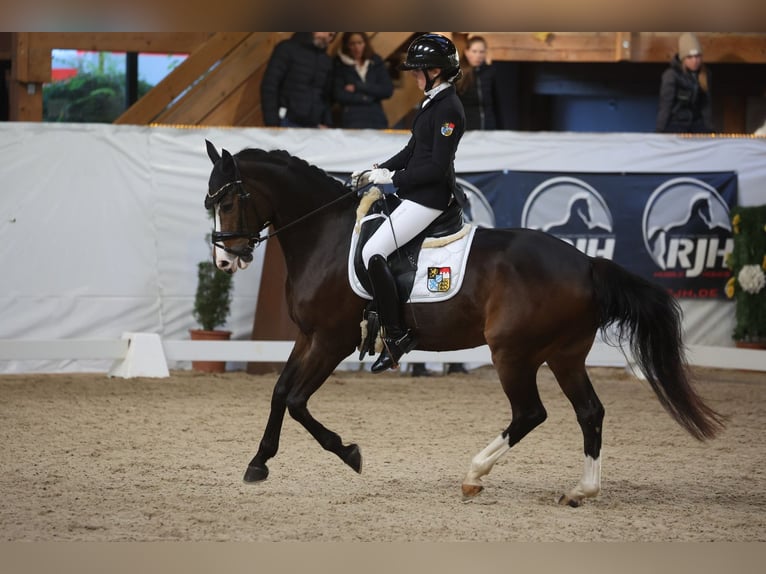 Duitse rijpony Ruin 16 Jaar 148 cm Donkerbruin in München