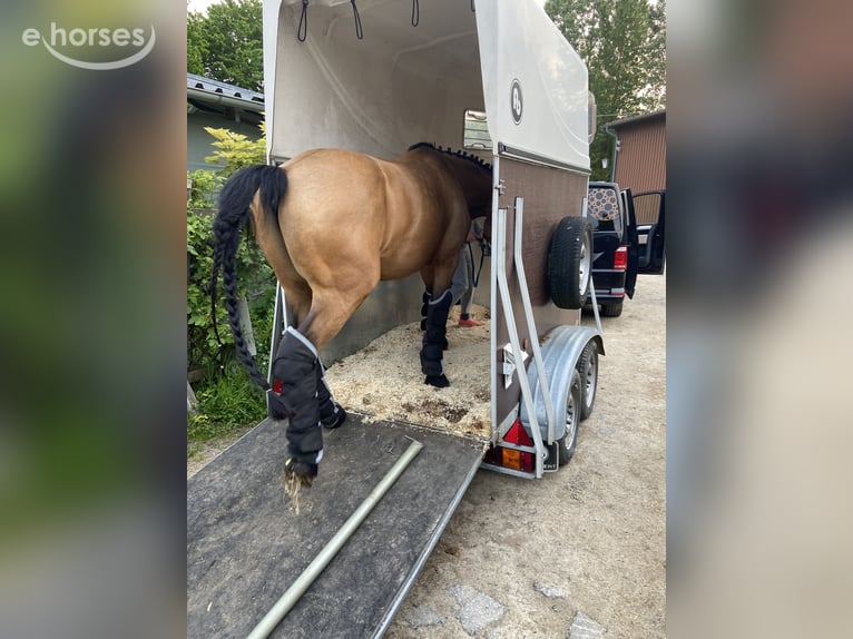 Duitse rijpony Ruin 16 Jaar 148 cm Falbe in Emkendorf