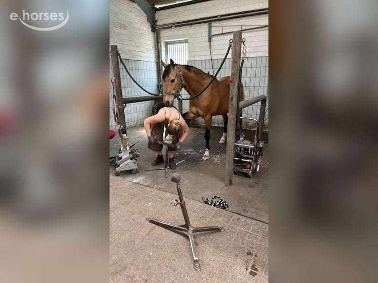 Duitse rijpony Ruin 16 Jaar 148 cm Falbe in Emkendorf