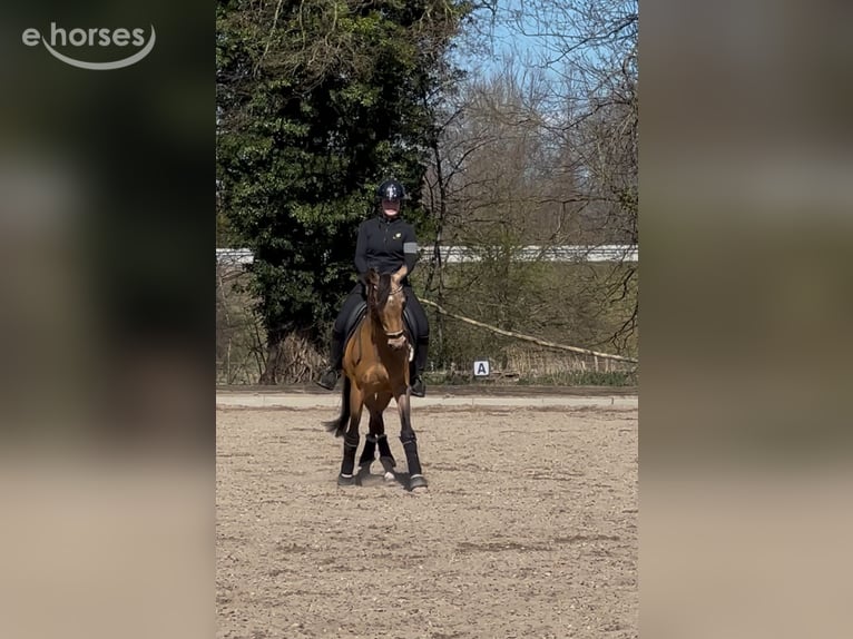 Duitse rijpony Ruin 16 Jaar 148 cm Falbe in Emkendorf