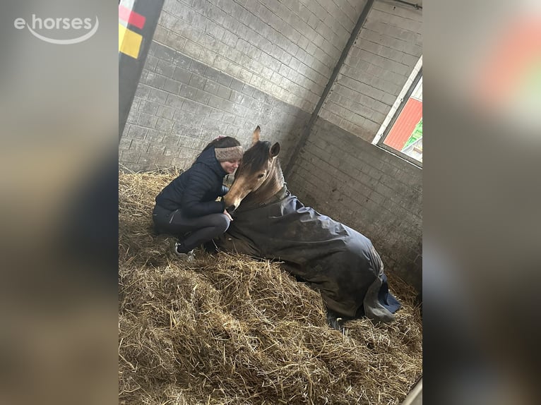 Duitse rijpony Ruin 16 Jaar 148 cm Falbe in Emkendorf