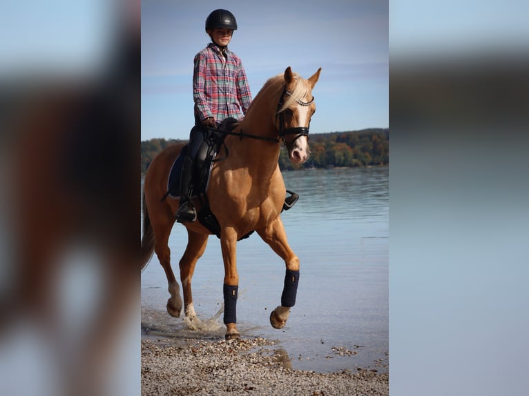 Duitse rijpony Ruin 16 Jaar 148 cm Palomino in Gilching