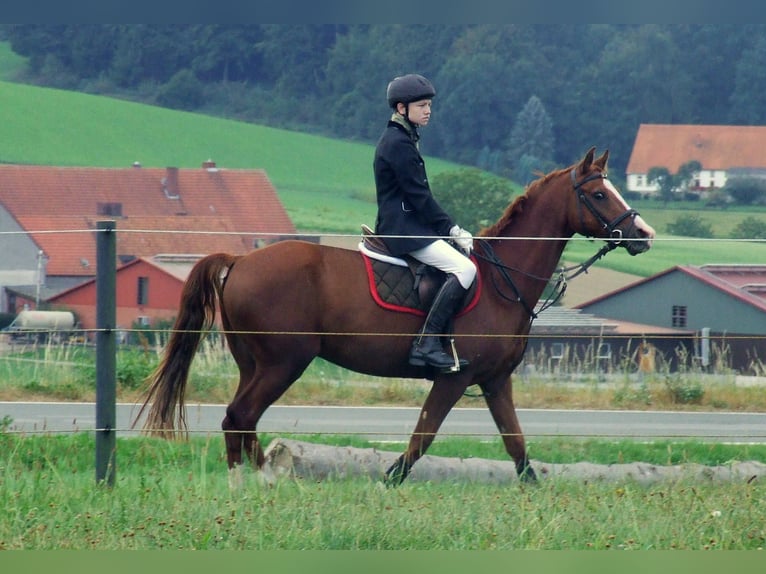 Duitse rijpony Ruin 16 Jaar 148 cm Vos in Dötlingen Duitse rijpony Ruin 16 Jaar 148 cm Vos in Dötlingen