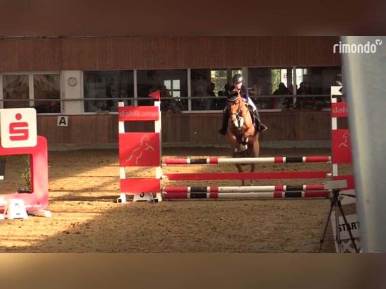 Duitse rijpony Ruin 16 Jaar 148 cm Vos in Ascheberg