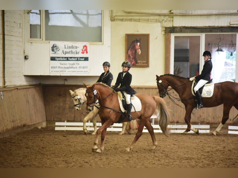 Duitse rijpony Ruin 16 Jaar 153 cm Vos in Viersen