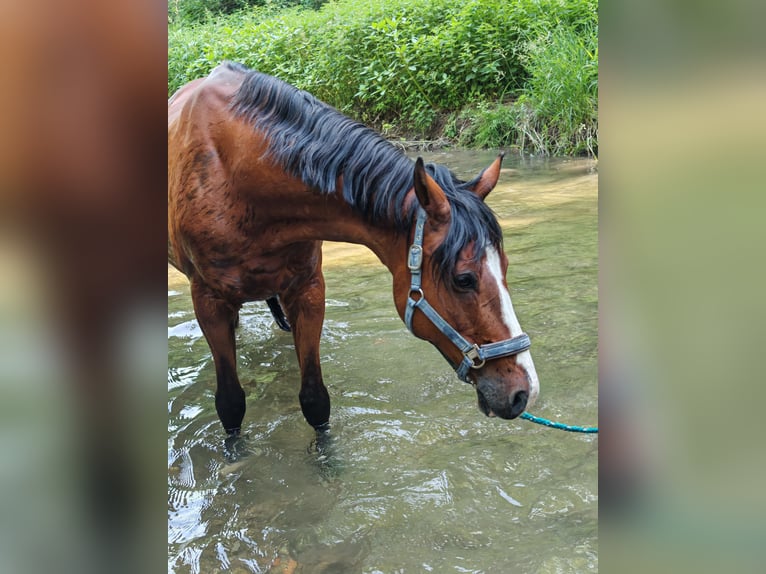 Duitse rijpony Ruin 16 Jaar 156 cm Bruin in Schönau an der Triesting
