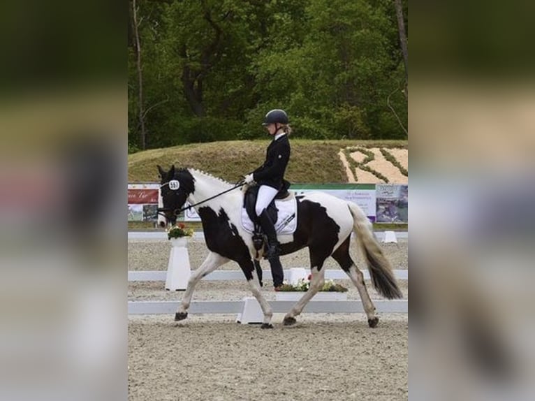 Duitse rijpony Mix Ruin 16 Jaar 158 cm Gevlekt-paard in Wardenburg