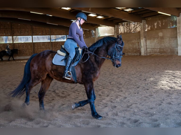 Duitse rijpony Mix Ruin 16 Jaar 160 cm Donkerbruin in Immendorf