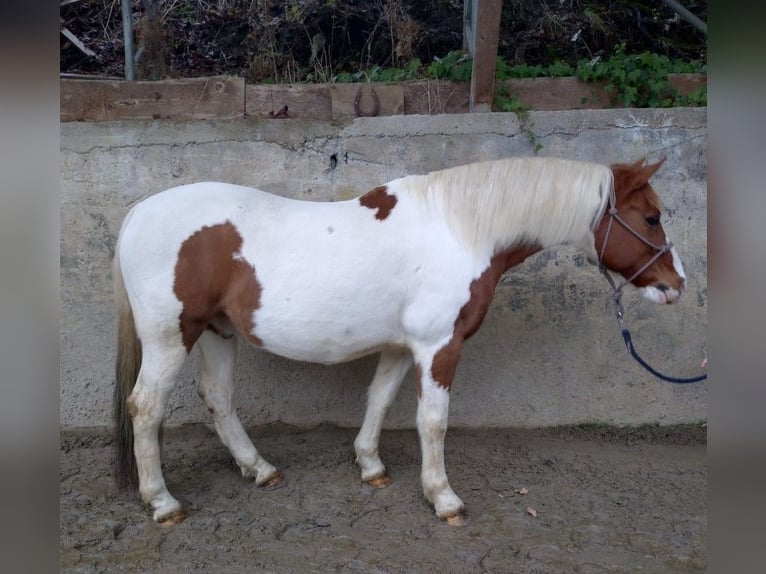 Duitse rijpony Ruin 16 Jaar Gevlekt-paard in Kürten
