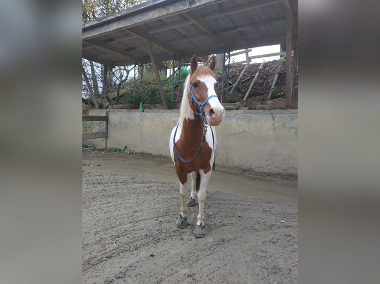 Duitse rijpony Ruin 16 Jaar Gevlekt-paard in Kürten