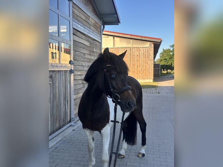 Duitse rijpony Ruin 17 Jaar 140 cm Gevlekt-paard in Leipzig