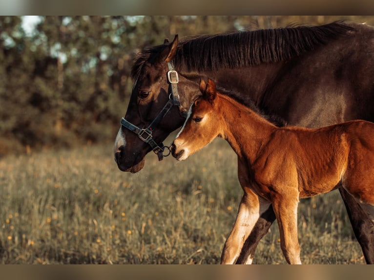 Duitse rijpony Ruin 17 Jaar 145 cm Donkerbruin in Kastorf