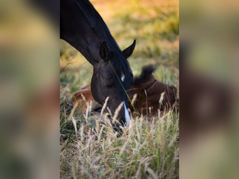 Duitse rijpony Ruin 17 Jaar 145 cm Donkerbruin in Kastorf