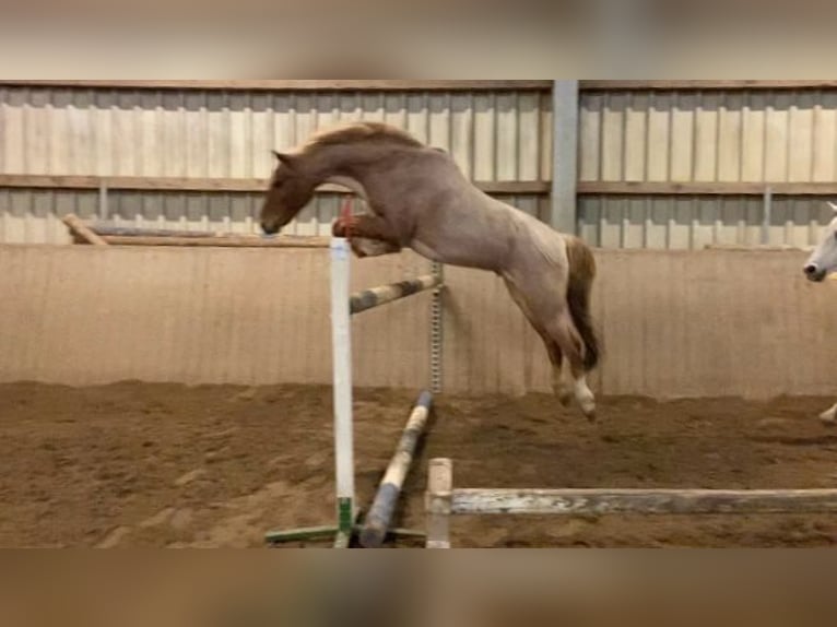 Duitse rijpony Ruin 17 Jaar 145 cm Rood schimmel in Leipzig