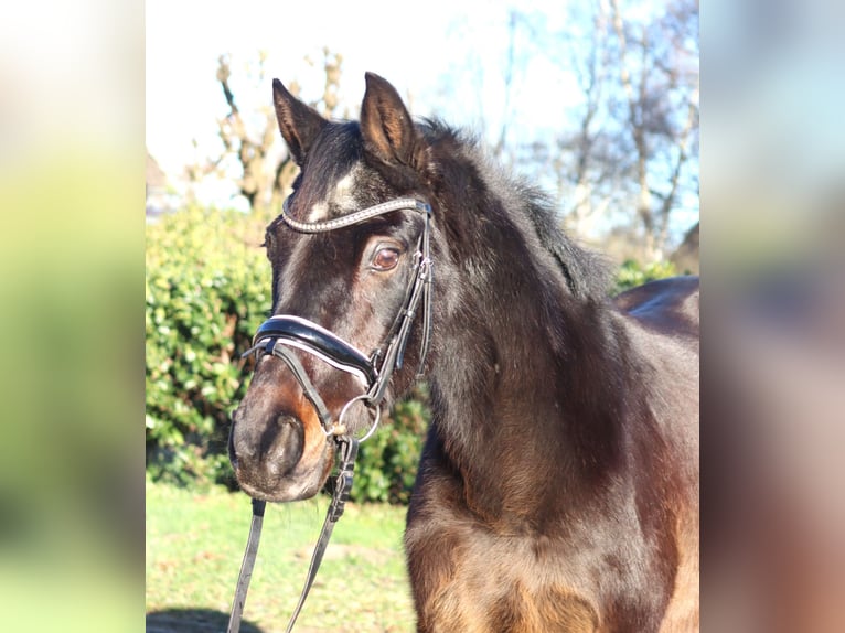 Duitse rijpony Ruin 17 Jaar 147 cm Donkerbruin in Selsingen