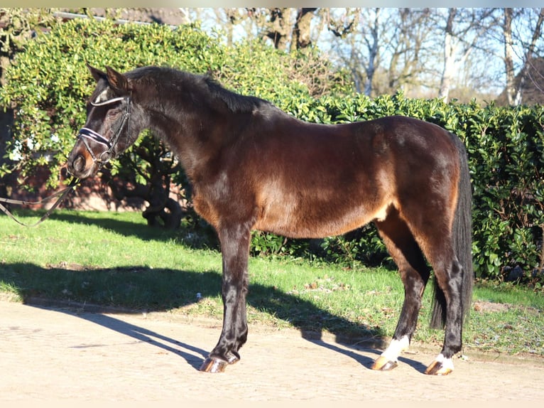 Duitse rijpony Ruin 17 Jaar 147 cm Donkerbruin in Selsingen