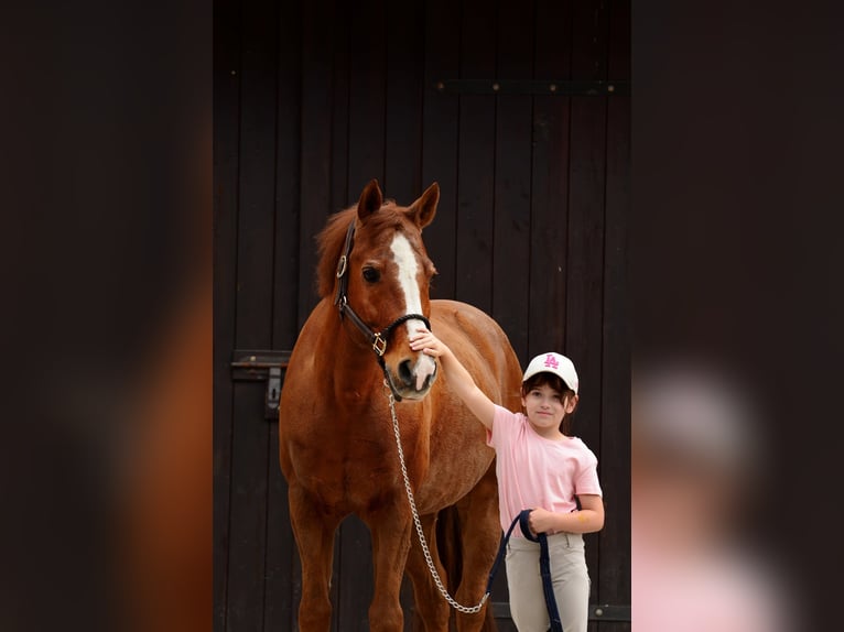 Duitse rijpony Ruin 17 Jaar 147 cm Vos in Poznań