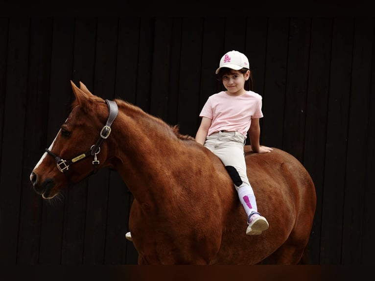 Duitse rijpony Ruin 17 Jaar 147 cm Vos in Poznań