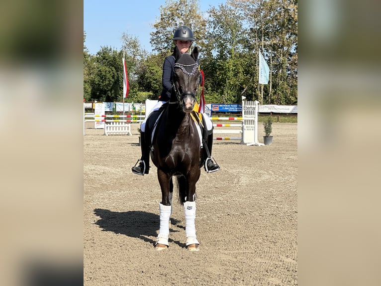 Duitse rijpony Ruin 17 Jaar 147 cm Zwart in Karlsruhe Duitse rijpony Ruin 17 Jaar 147 cm Zwart in Karlsruhe