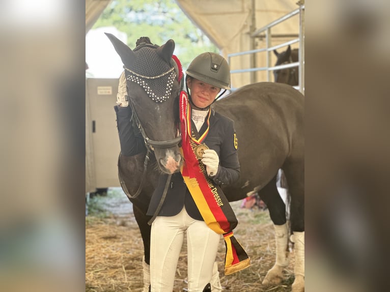 Duitse rijpony Ruin 17 Jaar 147 cm Zwart in Karlsruhe Duitse rijpony Ruin 17 Jaar 147 cm Zwart in Karlsruhe