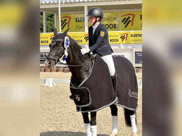 Duitse rijpony Ruin 17 Jaar 147 cm Zwart in Karlsruhe Duitse rijpony Ruin 17 Jaar 147 cm Zwart in Karlsruhe