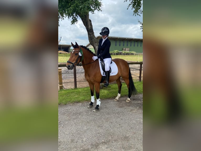 Duitse rijpony Ruin 17 Jaar 148 cm Bruin in Hemmingstedt