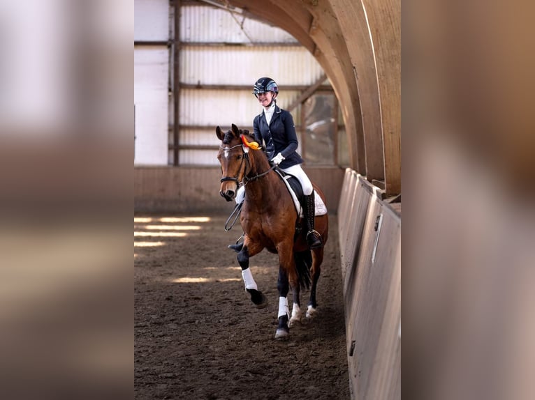 Duitse rijpony Ruin 17 Jaar 148 cm Bruin in Hemmingstedt