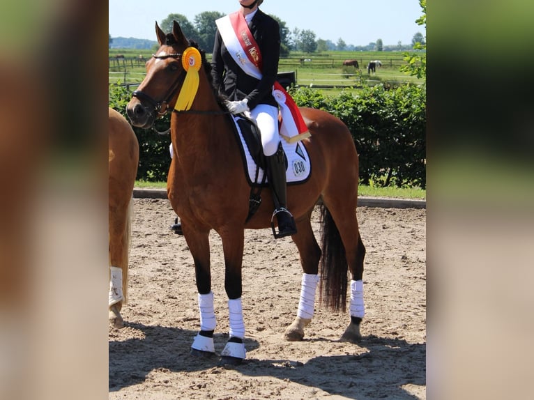 Duitse rijpony Ruin 17 Jaar 148 cm Bruin in Hemmingstedt