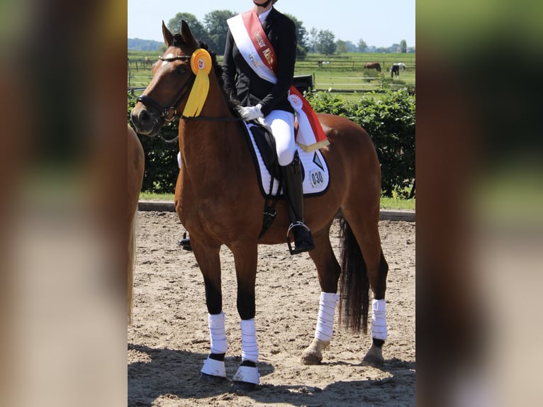 Duitse rijpony Ruin 17 Jaar 148 cm Bruin in Lieth