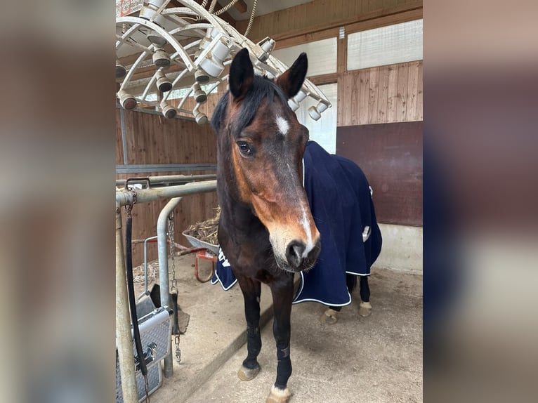 Duitse rijpony Ruin 17 Jaar 148 cm Bruin in Talheim