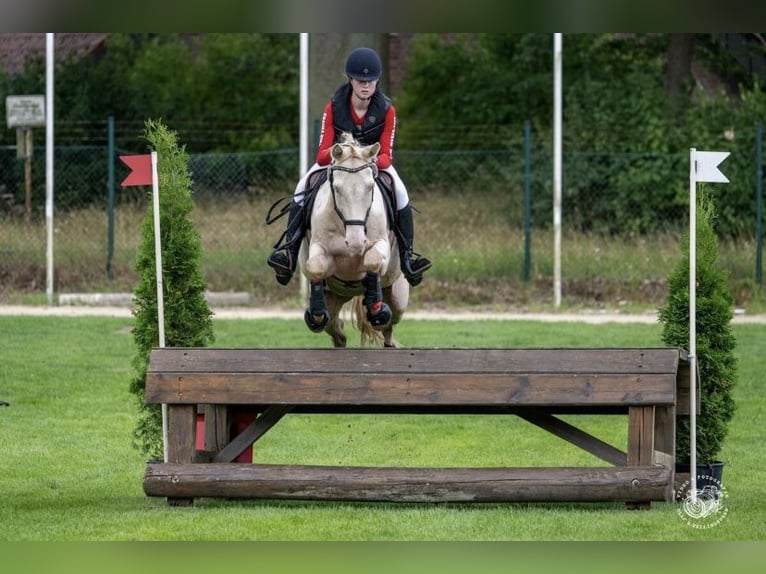 Duitse rijpony Ruin 17 Jaar 148 cm Cremello in Rödinghausen