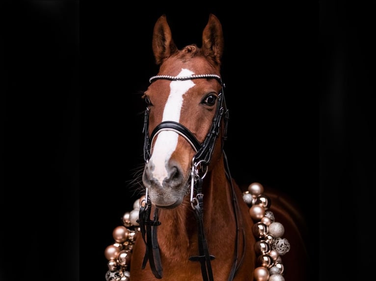 Duitse rijpony Ruin 17 Jaar 148 cm Vos in Hamburg Steilshoop