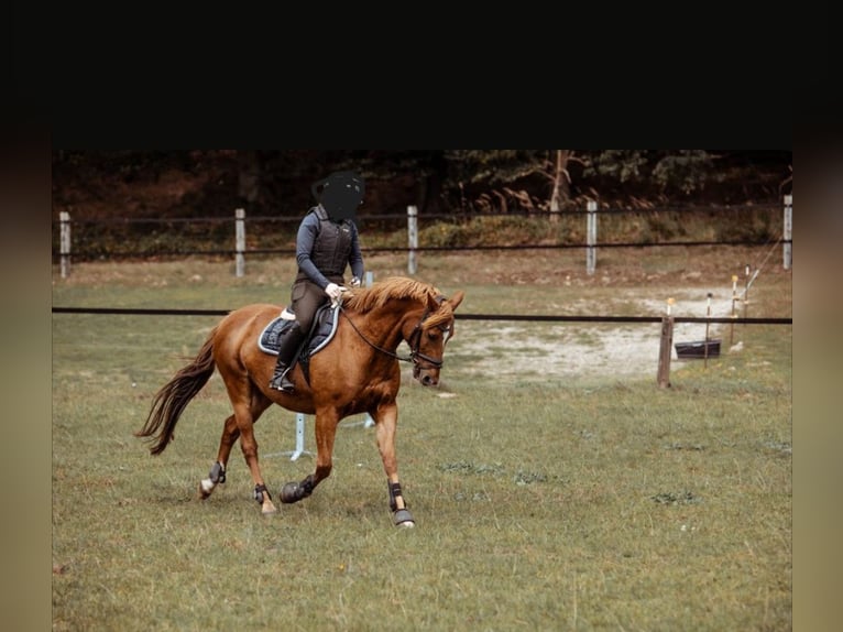 Duitse rijpony Ruin 17 Jaar 148 cm Vos in Blankenfelde-Mahlow