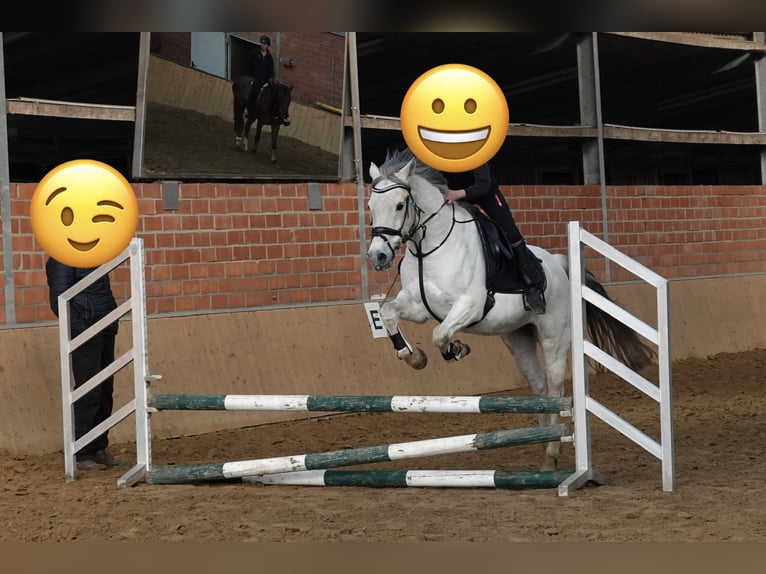 Duitse rijpony Ruin 17 Jaar 148 cm Wit in OberhausenOberhausen