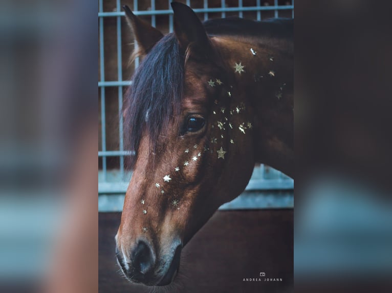 Duitse rijpony Ruin 17 Jaar 149 cm Bruin in NeuensteinStolzeneck