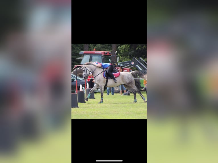 Duitse rijpony Ruin 17 Jaar 151 cm Vliegenschimmel in Visselh&#xF6;vede