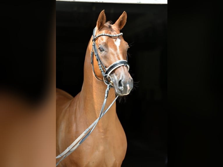 Duitse rijpony Ruin 17 Jaar 151 cm Vos in Steinhagen