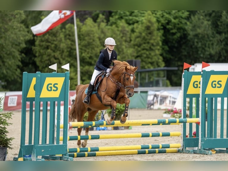 Duitse rijpony Ruin 17 Jaar 151 cm Vos in Diepholz