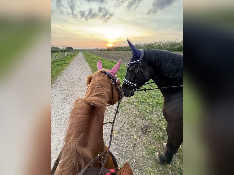 Duitse rijpony Ruin 17 Jaar 151 cm Vos in Diepholz