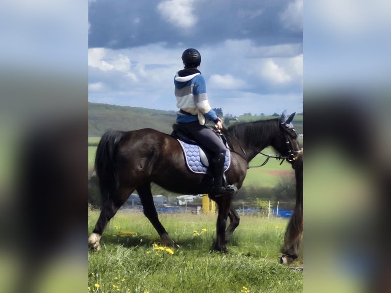 Duitse rijpony Ruin 17 Jaar 154 cm Donkerbruin in Aßlar